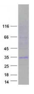 SDS-PAGE (EGFL7-1694H).jpg